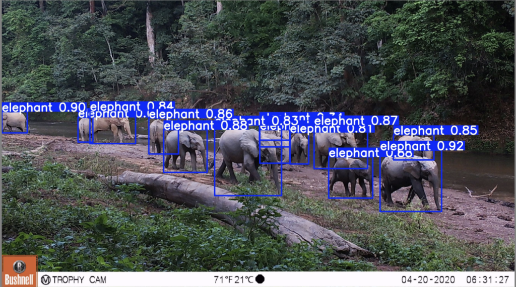 wildlife monitoring and conservation